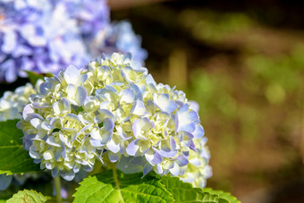 美丽的特写镜头<strong>紫罗兰</strong>色的蓝色的和白色绣球花集团绣球花macrophylla花的树绣球花macrophylla花
