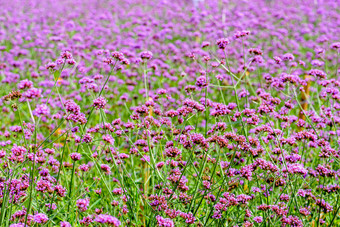 紫色的花场美丽的自然马鞭草属博纳里恩西斯purpletop马鞭草花为背景考县呵呵碧差汶泰国马鞭草属博纳里恩西斯花场