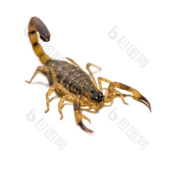 关闭宏黄色的棕色（的）蝎子前面白色背景小动物有毒的爬行动物的尾巴为刺痛亨特猎物自我保护可以见过的热带小蝎子白色背景