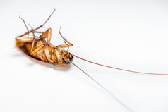 宏关闭一个蟑螂躺死孤立的白色背景小棕色（的）昆虫与翼动物那是脏厌恶令人毛骨悚然的打扰摧毁和危机蔓延害虫控制与复制空间关闭蟑螂死白色背景
