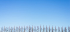 行松树与清晰的蓝色的天空背景