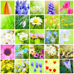 春天花拼贴画与图片的植物和花花园