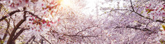春天横幅背景与完整的布鲁姆樱桃花和太阳耀斑