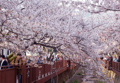 游客采取照片春天樱桃开花节日yeojwacheon流镇海南韩国