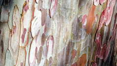 变形图像树树皮自然背景