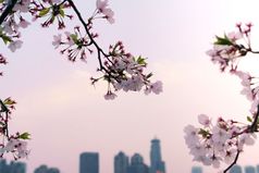 美丽的樱桃开花樱花春天时间城市景观背景
