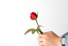 情人节概念男人。手持有红色的玫瑰白色背景