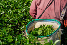 绿色茶巴德叶子篮子而农民收获茶种植园自然背景