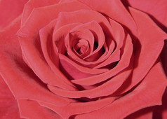 特写镜头红色的玫瑰特写镜头红色的玫瑰心