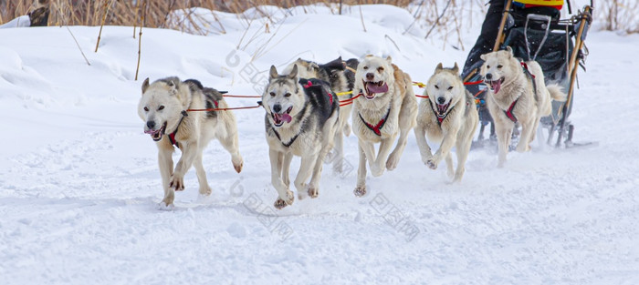 的雪橇狗比赛雪冬天堪察加半岛半岛雪橇狗比赛雪冬天堪察加半岛半岛