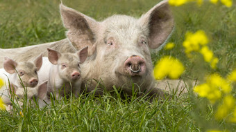 快乐猪开花草地春天丹麦