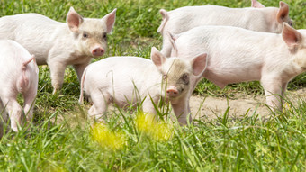 快乐猪开花草地春天丹麦