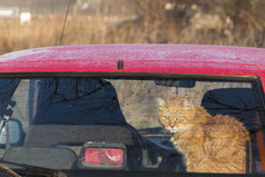 猫的回来车看通过的窗口旅行与宠物红色的橙色猫坐着红色的汽车火车你的猫旅行在一起减少猫压力在车游乐设施猫内部车姜猫使用骑车