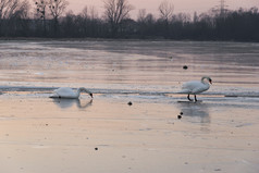 野生天鹅走冰湖日落美丽的白色鸟冬天时间冻水池塘表面