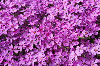 背景淡紫色花背景从小粉红色的花背景从小粉红色的花背景淡紫色花