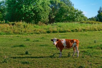 红色的牛绿色牧场牛梅多斯牛牛牧场繁殖牛场群牛