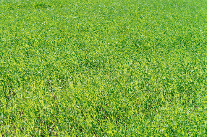 绿色作物豆芽草场年轻的草年轻的草绿色作物豆芽草场