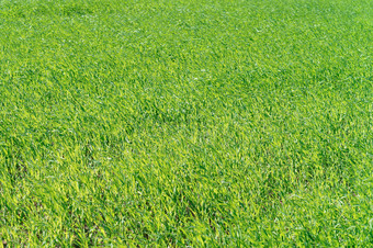绿色作物豆芽草场年轻的草年轻的草绿色作物豆芽草场