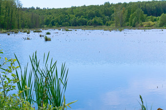 湿地湖自然池塘杂草丛生的与植被蓝色的天空和沼泽区域蓝色的天空和沼泽区域湿地湖自然池塘杂草丛生的与植被