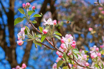 开花分支苹果苹果和蜜蜂花分支盛开的与粉红色的花分支盛开的与粉红色的花开花分支苹果苹果和蜜蜂花