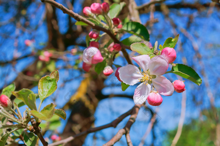 开花分支苹果苹果和蜜蜂花分支盛开的与粉红色的花分支盛开的与粉红色的花开花分支苹果苹果和蜜蜂花