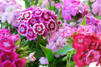 花园康乃馨常年粉红色的和蓝色的花瓣康乃馨粉红色的和蓝色的花瓣康乃馨花园康乃馨常年