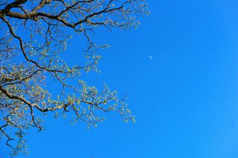 分支机构对的蓝色的天空树分支机构没有叶子树分支机构和的月亮的下午树分支机构没有叶子分支机构对的蓝色的天空树分支机构和的月亮的下午