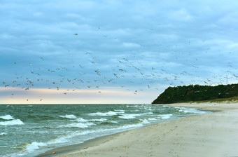 群鸟在的海鸟的海滩鸟的海滩群鸟在的海
