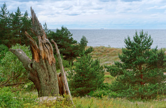 陡峭的海海岸杂草丛生的海岸波罗的海海海岸波罗的海海海岸陡峭的海海岸杂草丛生的海岸