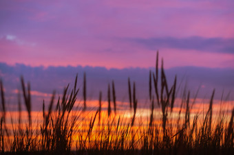 淡紫色天空日落红色的淡紫色天空日出和草红色的淡紫色天空黎明和草淡紫色天空日落