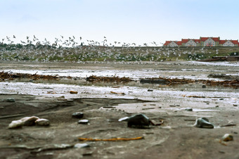 脏海岸和群鸟水污染水污染脏海岸和群鸟