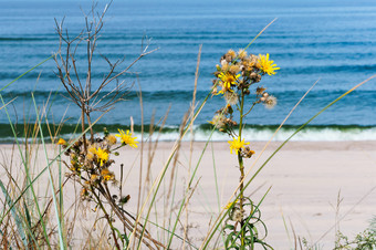 黄色的花的海滩的海海岸桑迪海滩的波罗的海海的海海岸桑迪海滩的波罗的海海黄色的花的海滩