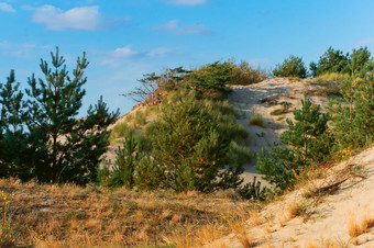 桑迪山杂草丛生的与松树沙子沙丘的波罗的海海岸沙子沙丘的波罗的海海岸桑迪山杂草丛生的与松树