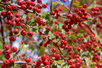 山楂浆果成熟的红色的山楂浆果分支机构成熟的红色的山楂浆果分支机构