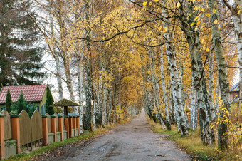 桦木的边缘的路秋天小巷桦木桦木的边缘的路