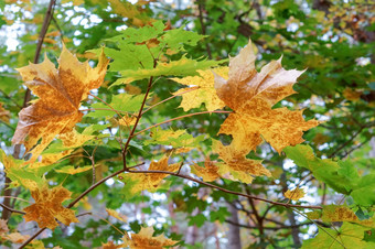 黄色的和红色的树叶子秋天背景秋天背景黄色的和红色的树离开