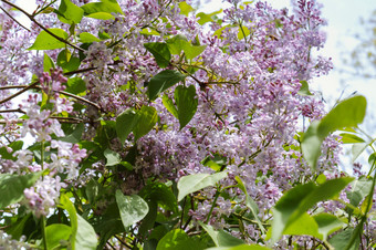 淡紫色花布什花背景盛开的绿色植物淡紫色花布什盛开的绿色植物花背景