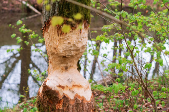 海狸咬的树干树树的湖吃海狸树的湖吃海狸海狸咬的树干树