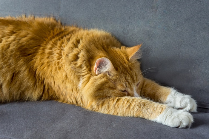 毛茸茸的房子猫红色的猫首页休息红色的猫说谎的沙发红色的猫首页休息红色的猫说谎的沙发毛茸茸的房子猫