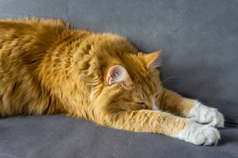 毛茸茸的房子猫<strong>红色</strong>的猫首页休息<strong>红色</strong>的猫说谎的沙发<strong>红色</strong>的猫首页休息<strong>红色</strong>的猫说谎的沙发毛茸茸的房子猫