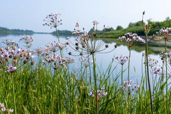 粉红色的花的海岸的池塘苏萨克<strong>伞</strong>布托姆斯<strong>伞</strong>形美丽的粉红色的野生花苏萨克<strong>伞</strong>布托姆斯<strong>伞</strong>形美丽的粉红色的野生花