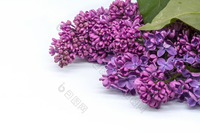 淡紫色花白色背景集群紫色的花开花分支紫丁香淡紫色花白色背景开花分支紫丁香集群紫色的花