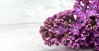 淡紫色花光背景群淡紫色花盛开的分支紫丁香盛开的分支紫丁香淡紫色花光背景群淡紫色花