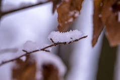 的第一个雪的秋天黄色的叶子的雪雪花的泛黄叶子黄色的叶子的雪雪花的泛黄叶子的第一个雪的秋天