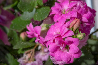 水滴花背景与湿花粉红色的花背景与紫色的花粉红色的花背景与紫色的花水滴花背景与湿花