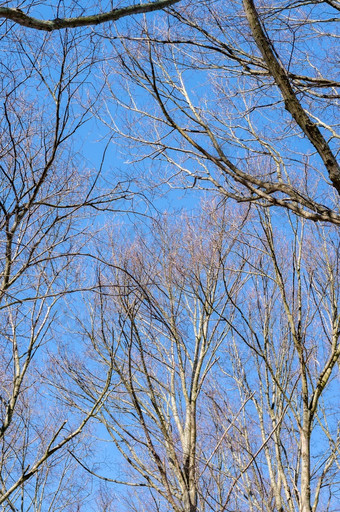 分支机构没有叶子树对的蓝色的天空树分支机构树分支机构分支机构没有叶子树对的蓝色的天空