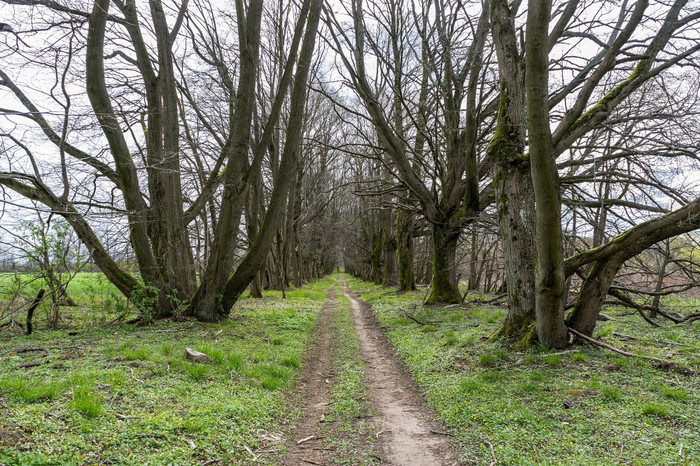路的森林夏天森林路径为走森林路径春天森林路径为走路的森林夏天森林路径春天