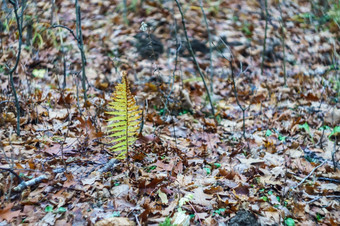 黄色的蕨类植物秋天秋天景观泛黄叶子的森林秋天景观黄色的蕨类植物秋天泛黄叶子的森林