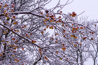 雪苹果树苹果的雪白雪覆盖的苹果树苹果的雪雪苹果树白雪覆盖的苹果树