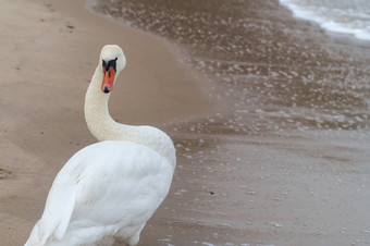 白色天鹅天鹅的海白色鸟的背景的沙子天鹅的海白色鸟的背景的沙子白色天鹅